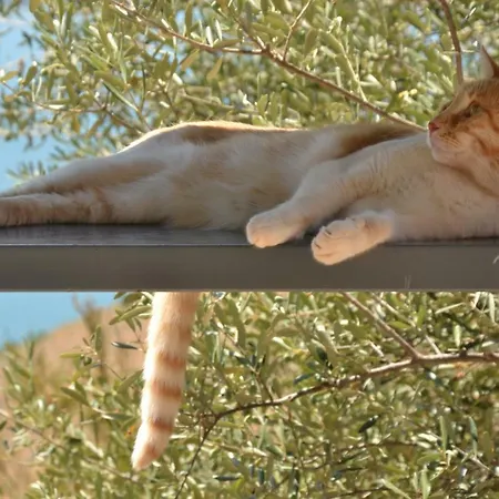 Art Kefalonia ゲストハウス 3*